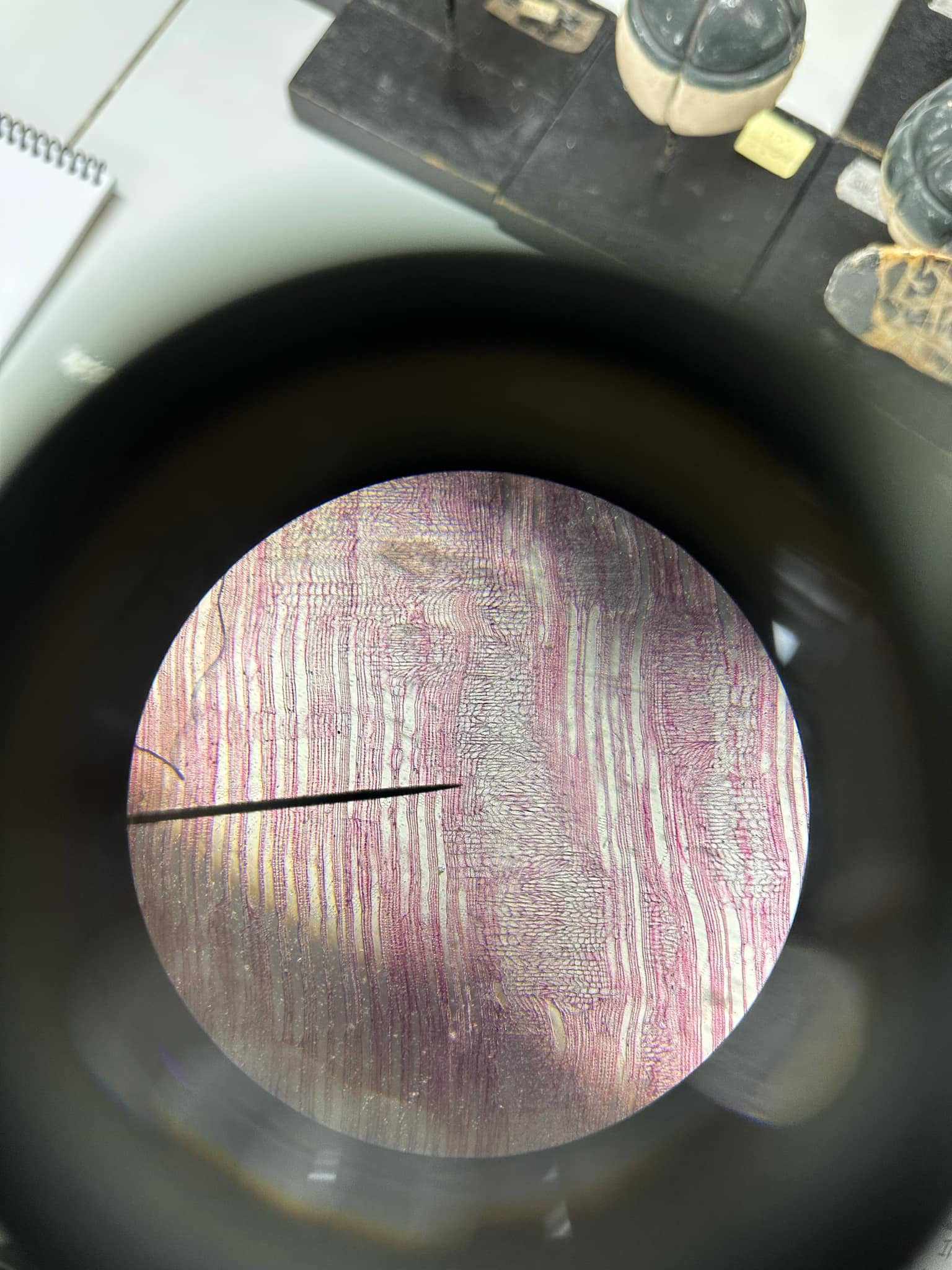<p>identify the prepared slide</p>