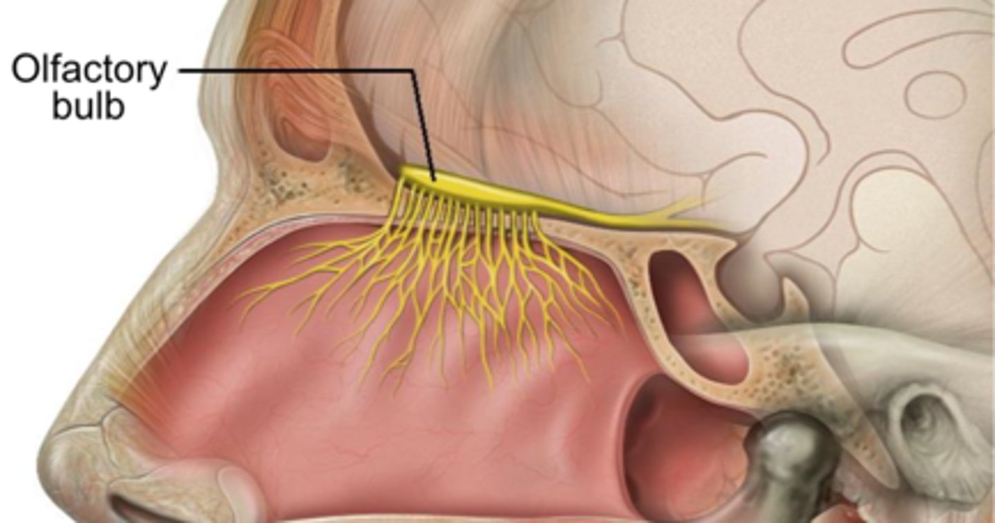 <p>(D) Olfactory Bulb</p><p>The Olfactory Bulb is a bundle of nerves that lie right above the cribriform plate. The Olfactory Bulb sends little nerve projections through the cribriform plate to the olfactory epithelium.</p>