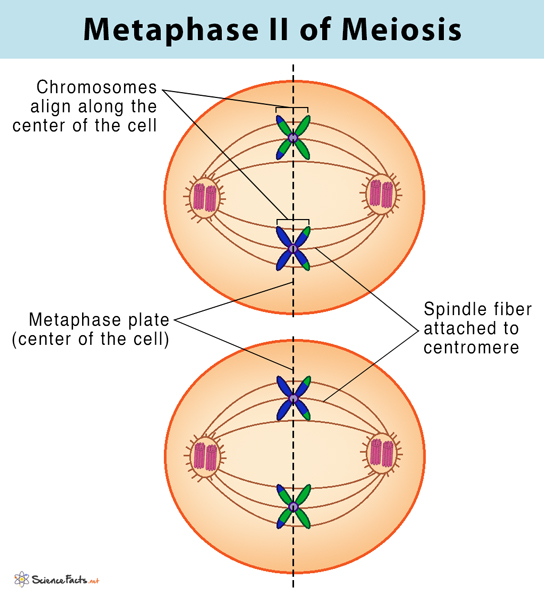 * chromosomes line-up along the equator of the cell