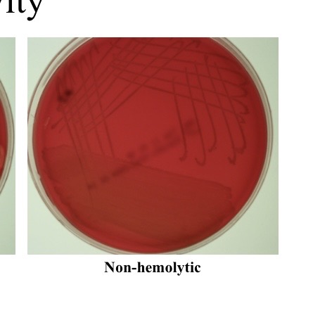 <p>Non-hemolytic </p>