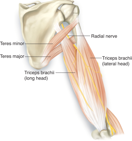 <p>The *Radial nerve*, same as Triceps — often considered a continuation of it. ⚡</p>