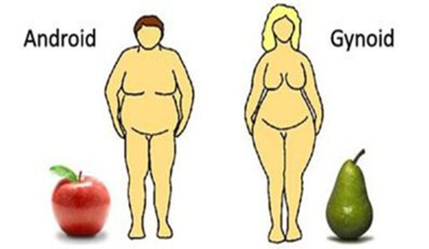<p>known as central adiposity. Larger amounts of fat are stored around the waist and are associated with higher risk of metabolic disorders​</p>