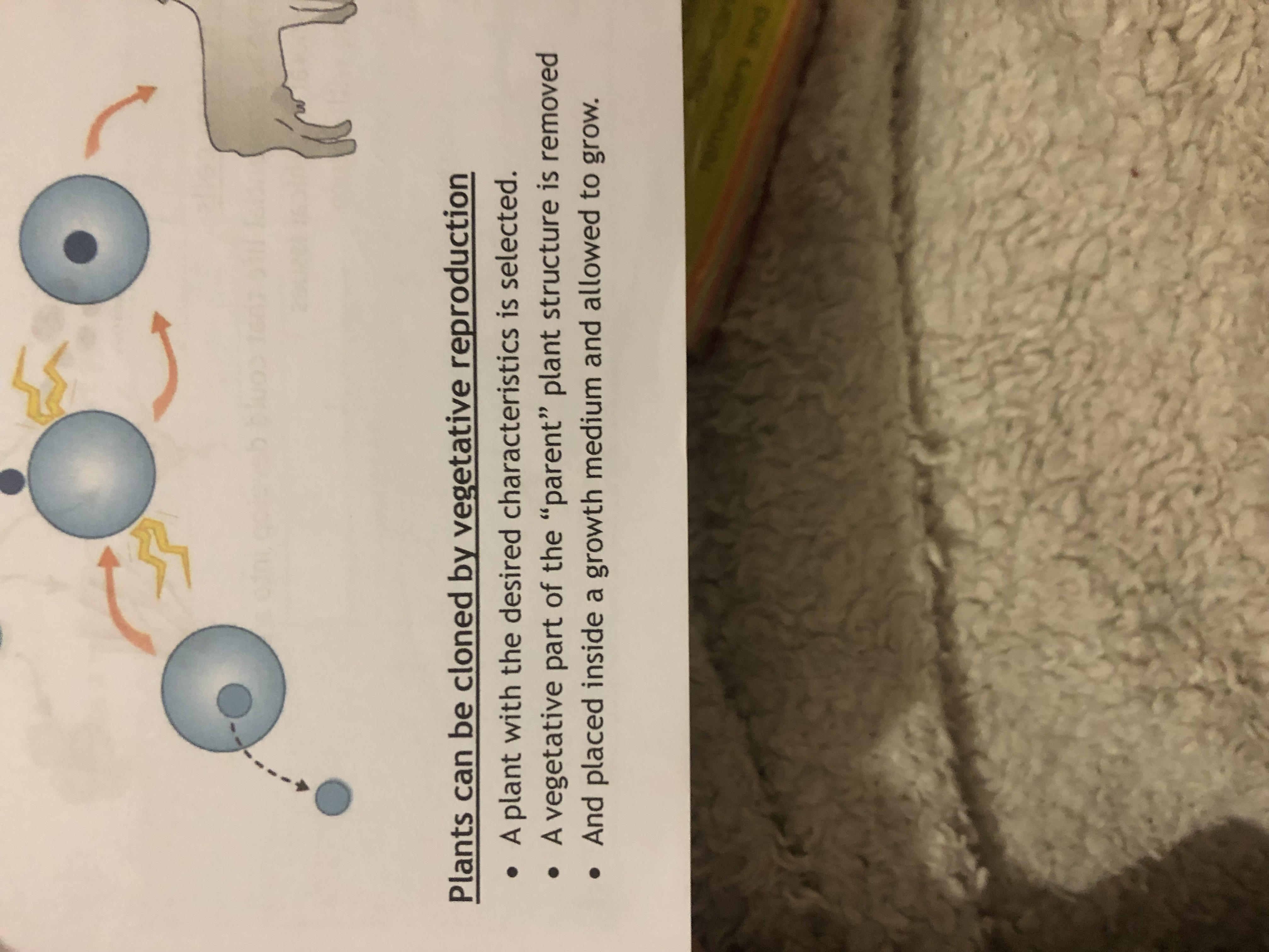 <p>Plants can be cloned by vegetative reproduction</p>