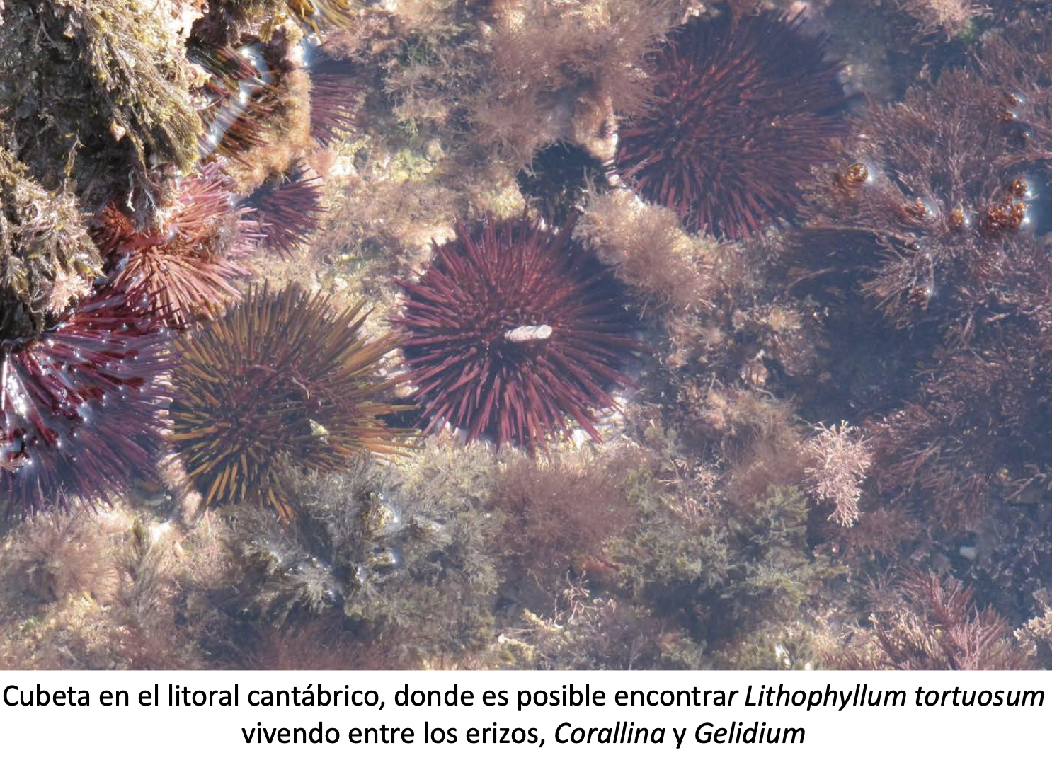 <p>Lithophyllum tortuosum</p>