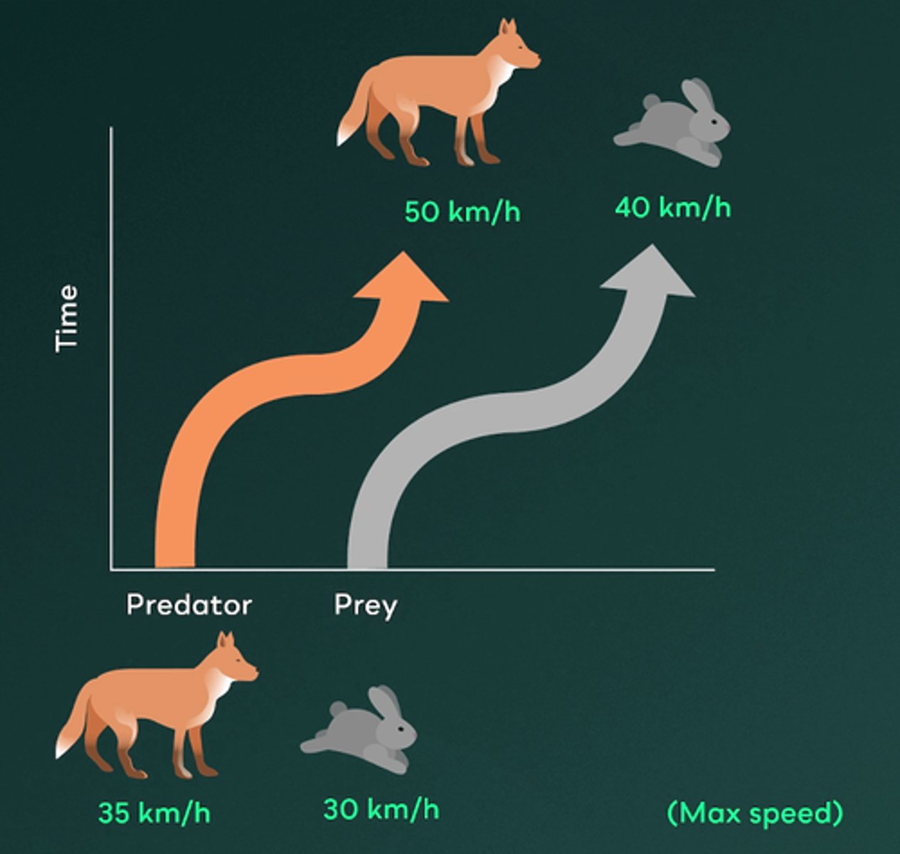 <p>D.Coevolution</p><p>The ongoing back-and-forth adaptation between cheetahs and gazelles is an example of coevolution in a predator-prey relationship. Coevolution occurs when adaptations in one species drive adaptations in another. In this case, gazelles have evolved to become faster and more agile to evade cheetahs. In response, cheetahs must adapt to maintain their ability to catch the swift gazelles. Coevolution is commonly observed in predator-prey relationships, as both species must continuously adapt to each other in order to survive.</p>