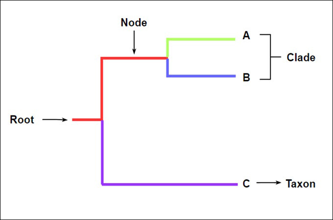<p>each branching point on a phylogenetic tree&nbsp;</p>