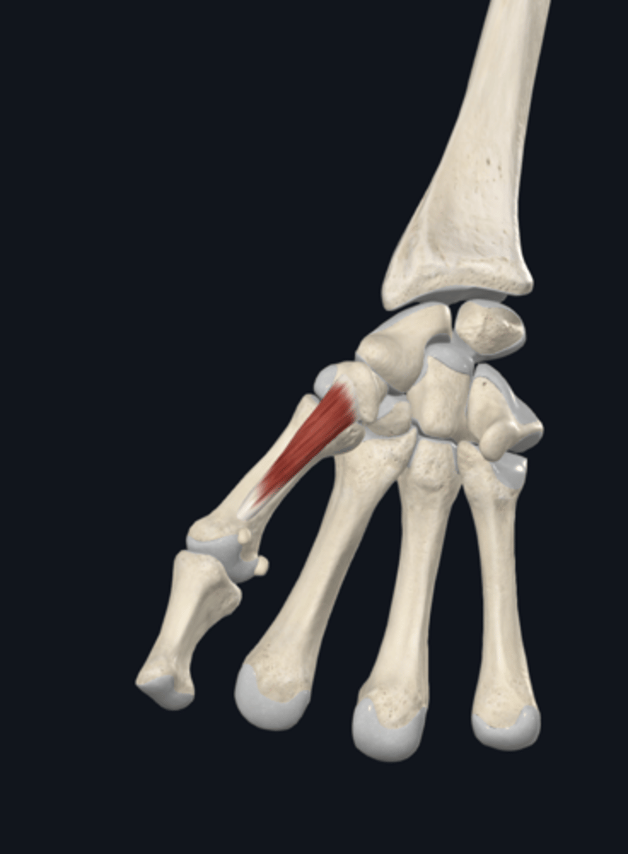 <p>opposes thumb to another finger</p>