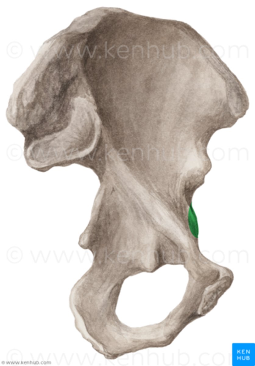 <p>marks the point of union of the ilium and the pubis just lateral to the arcuate line</p>