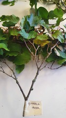 Acer ginnala