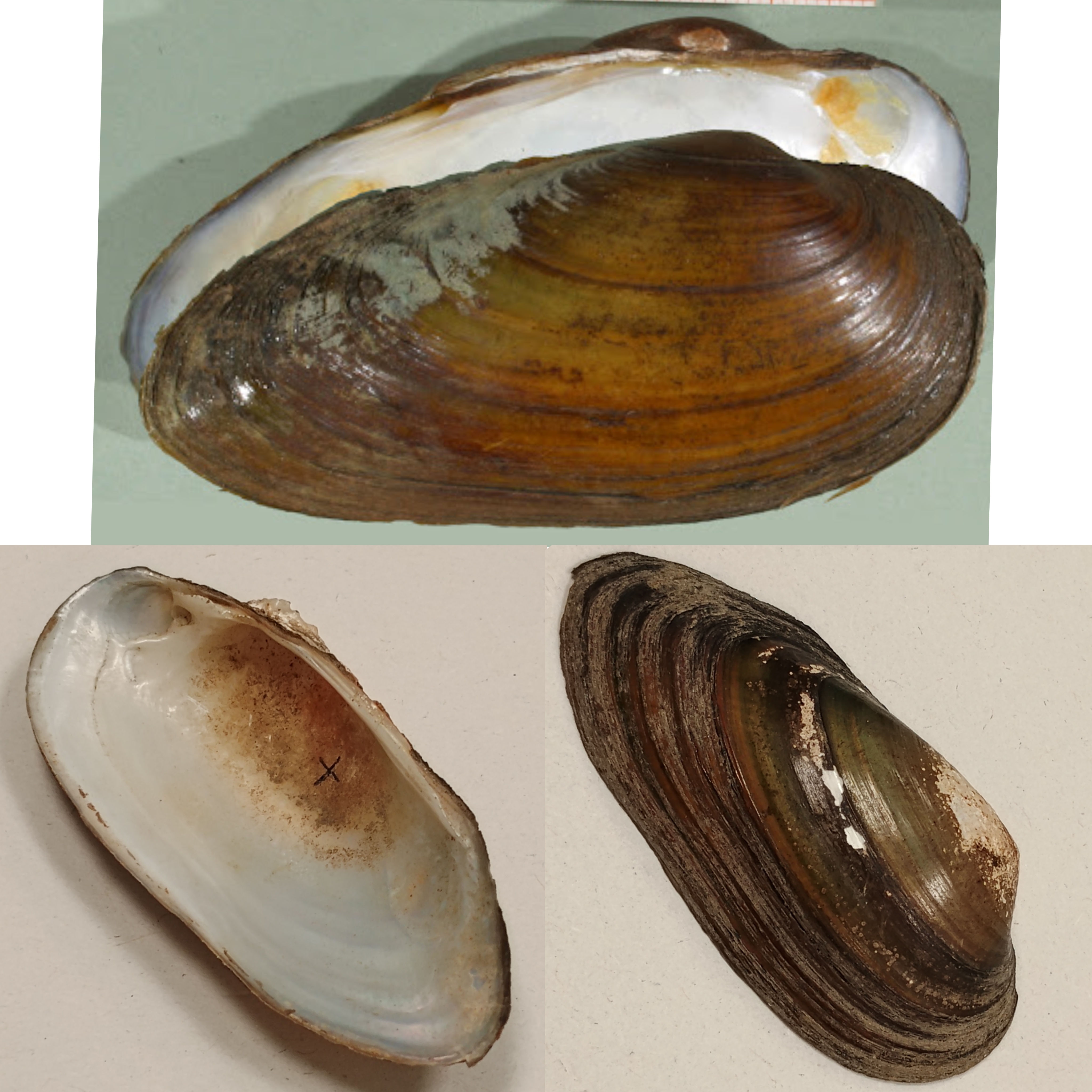 <p>Kmeň: Mollusca (mäkýše)<br>Trieda: Bivalvia (lastúrniky)</p>