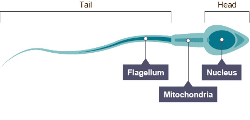 <ul><li><p>flagellum allowing it to swim through the female reproductive system</p></li><li><p><span style="font-family: inherit; line-height: inherit; font-size: inherit;"><span>haploid</span></span> nucleus containing half normal number of <span style="font-family: inherit; line-height: inherit; font-size: inherit;"><span>chromosomes</span></span></p></li><li><p>many <span style="font-family: inherit; line-height: inherit; font-size: inherit;"><span>mitochondria</span></span> to produce energy</p></li></ul><p></p>