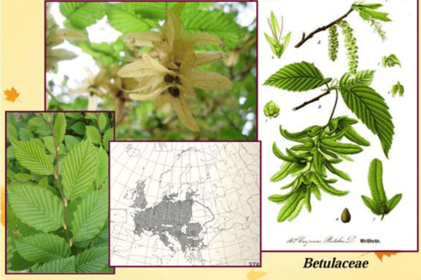 <p>🌿 Feuilles dentées, nervures très marquées, aspect gaufré.🌿 Fruits = petits akènes surmontés d’une grande bractée trilobée.</p>