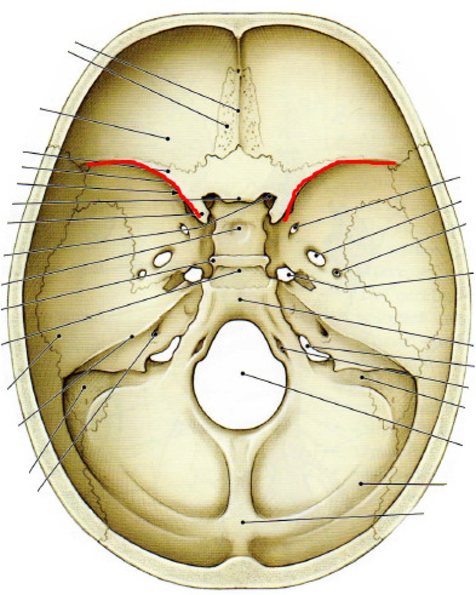 <p>Continuous with the rostrum, extending superiorly from it on the anterior surface of the body of the sphenoid</p>