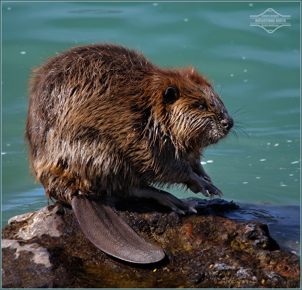 <p>American beaver</p>