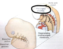 <p>What INTERNAL &amp; EXTERNAL sh*t separates pharyngeal arches? </p><p>how many r there? </p>
