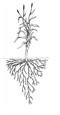 <p>Guess the root + type </p>