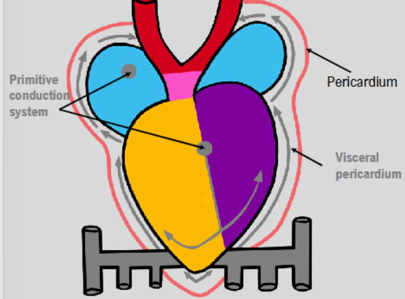 <ul><li><p>some cells from sinus venosus move into pericardial cavity and begin to form visceral pericardium</p></li><li><p>other cells move into heart itself and begin to form primitive conduction system→ heart can now technically beat</p></li></ul><p></p>