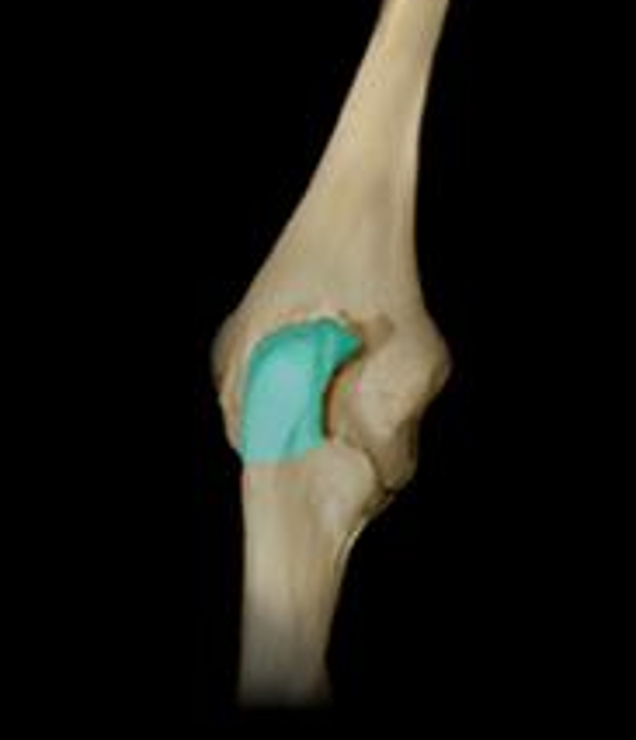 <p>the top of the C shape on the proximal ulna that inserts in the olecranon fossa</p>