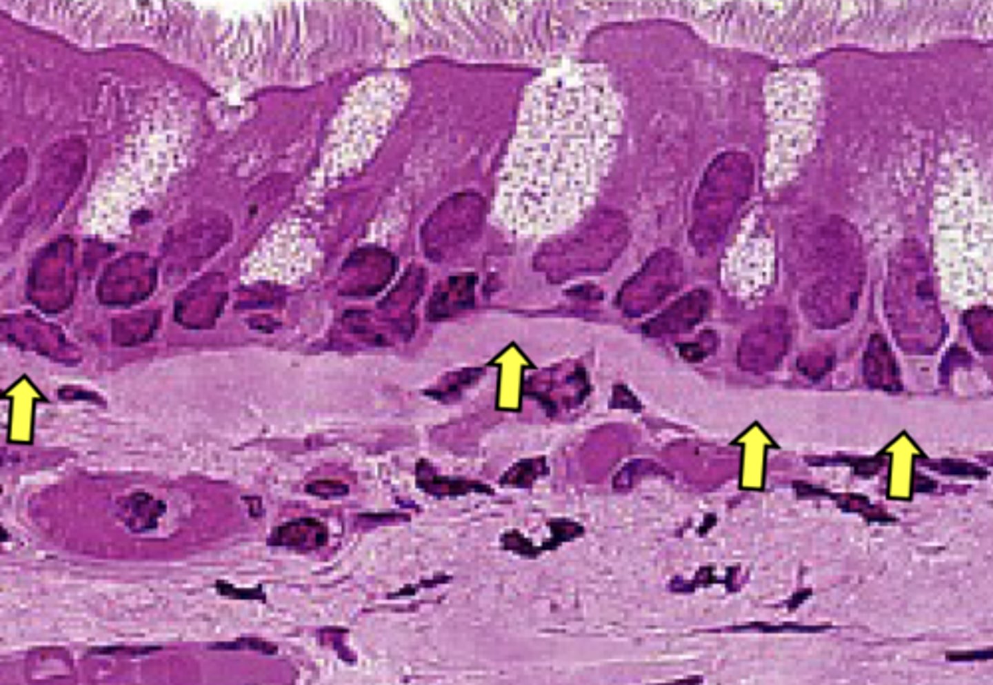 <p>What is found in high concentrations in the structure indicated by arrows?</p>