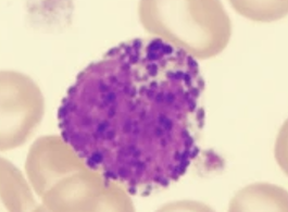 <p>Name the cell</p>