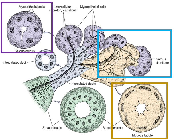 <p>Serous producing cells</p><ul><li><p>serous acini</p></li><li><p>serous demilunes</p></li></ul><p>Mucous producing cells</p><ul><li><p>tubules</p></li></ul>