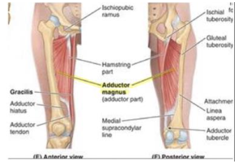 <p>adductor magnus - adductor</p><p>N</p>