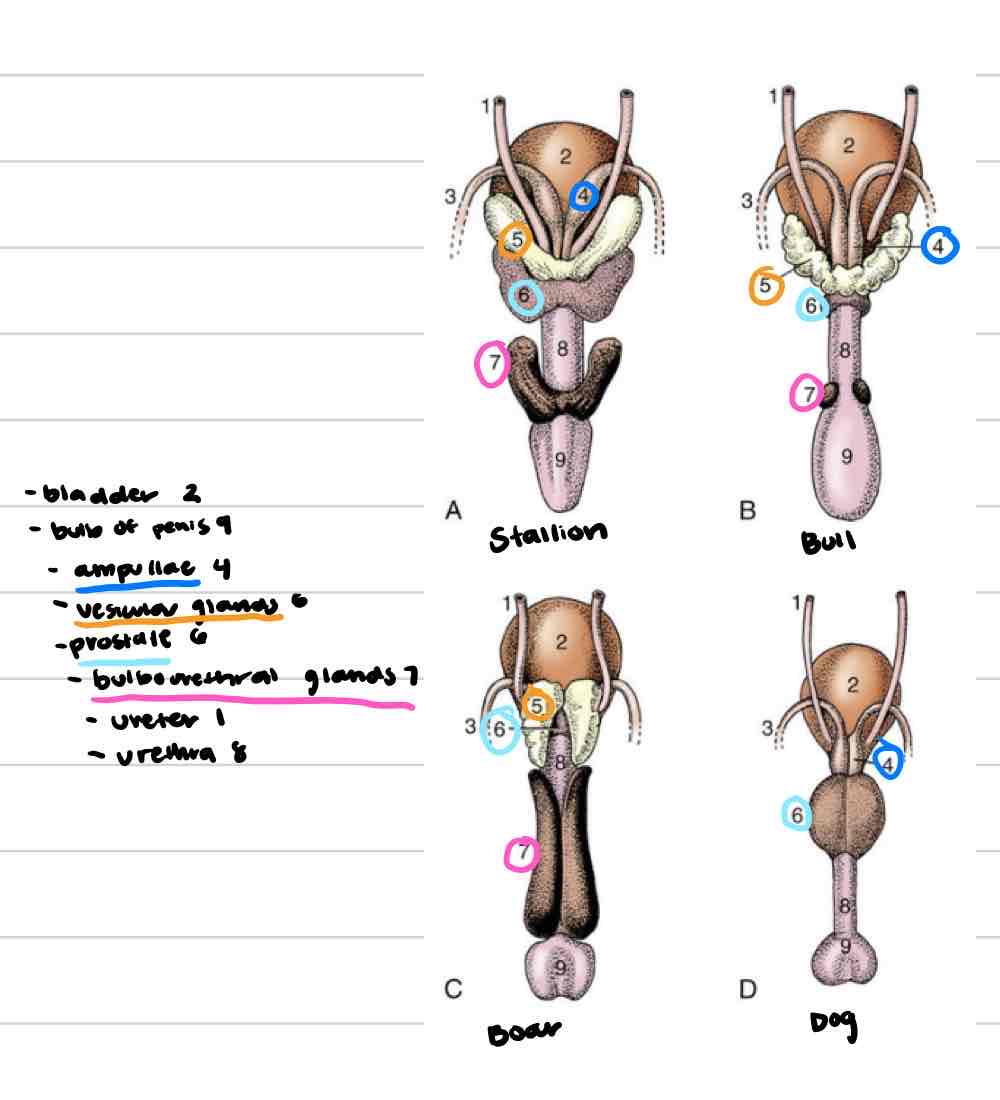 <ul><li><p>(Orange) Lateral to deferent ducts, shares duct with ampullae</p></li><li><p>Vary in appearance based on species</p><ul><li><p>Horses: large, smooth, bladder-like</p></li><li><p>Other domestics: bumpy, thick walled</p></li></ul></li><li><p>Not present in dog or cat</p></li></ul>