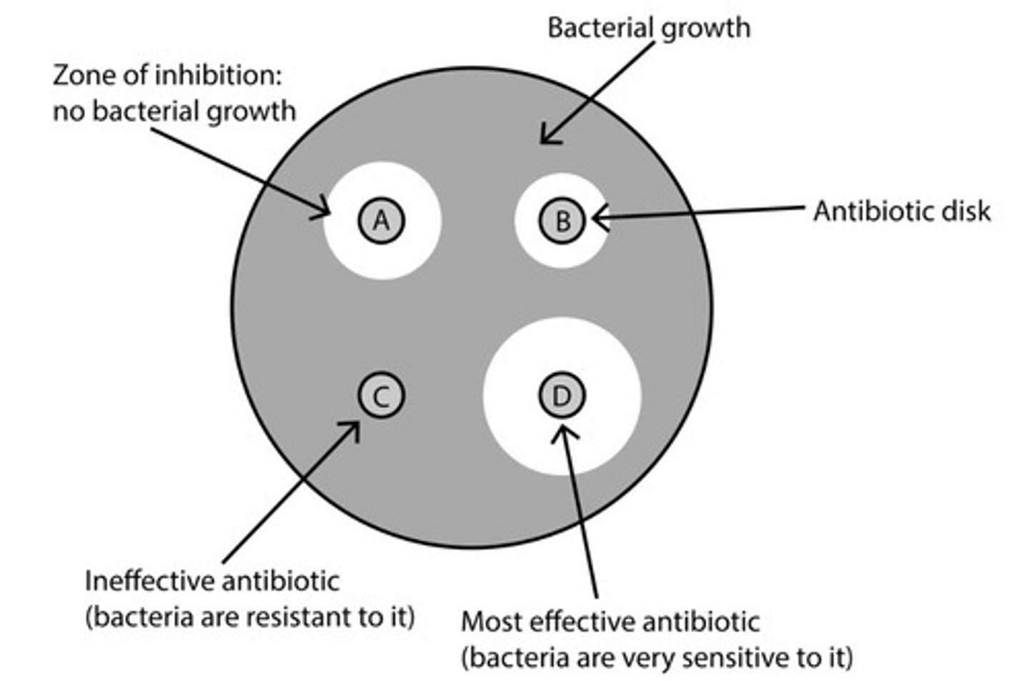 <p>Results for Antibiotic Sentitivity</p>