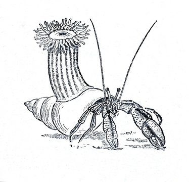 <p>Adamsia (Sea anemone)</p>