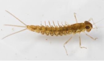 <p>Name the order</p>