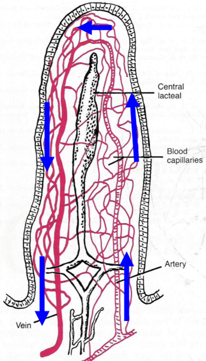 <p>does this accurately represent blood flow</p>