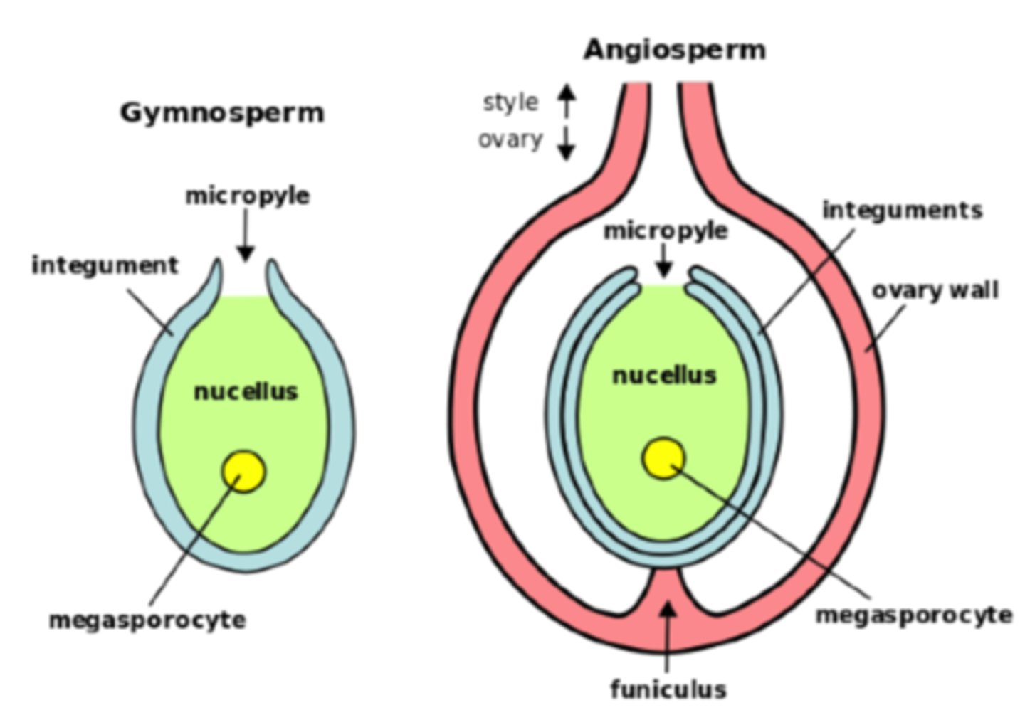 <p>nucellus</p>