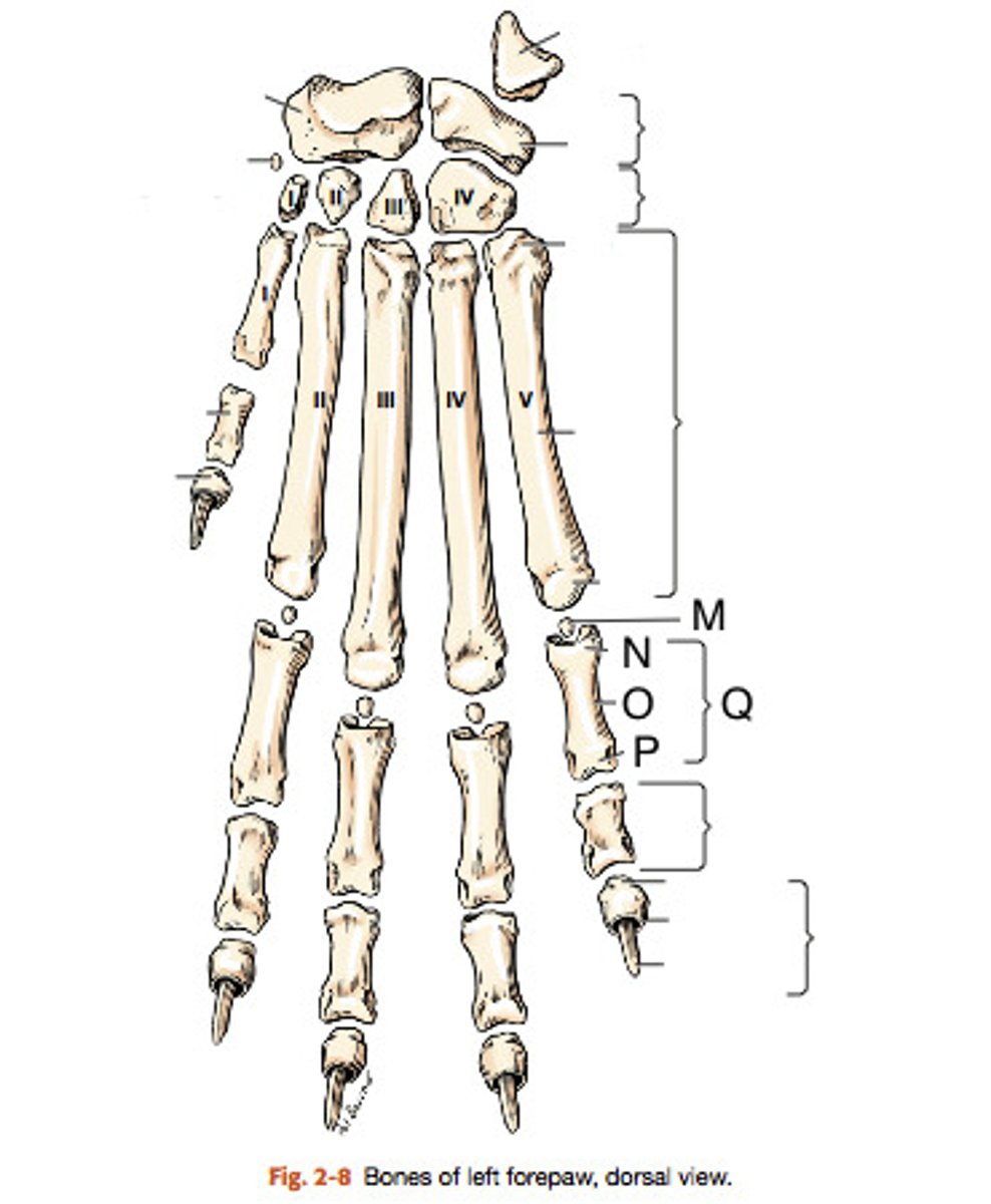 <p>four small bones embedded in the common digital extensor tendons</p><p>(M)</p>