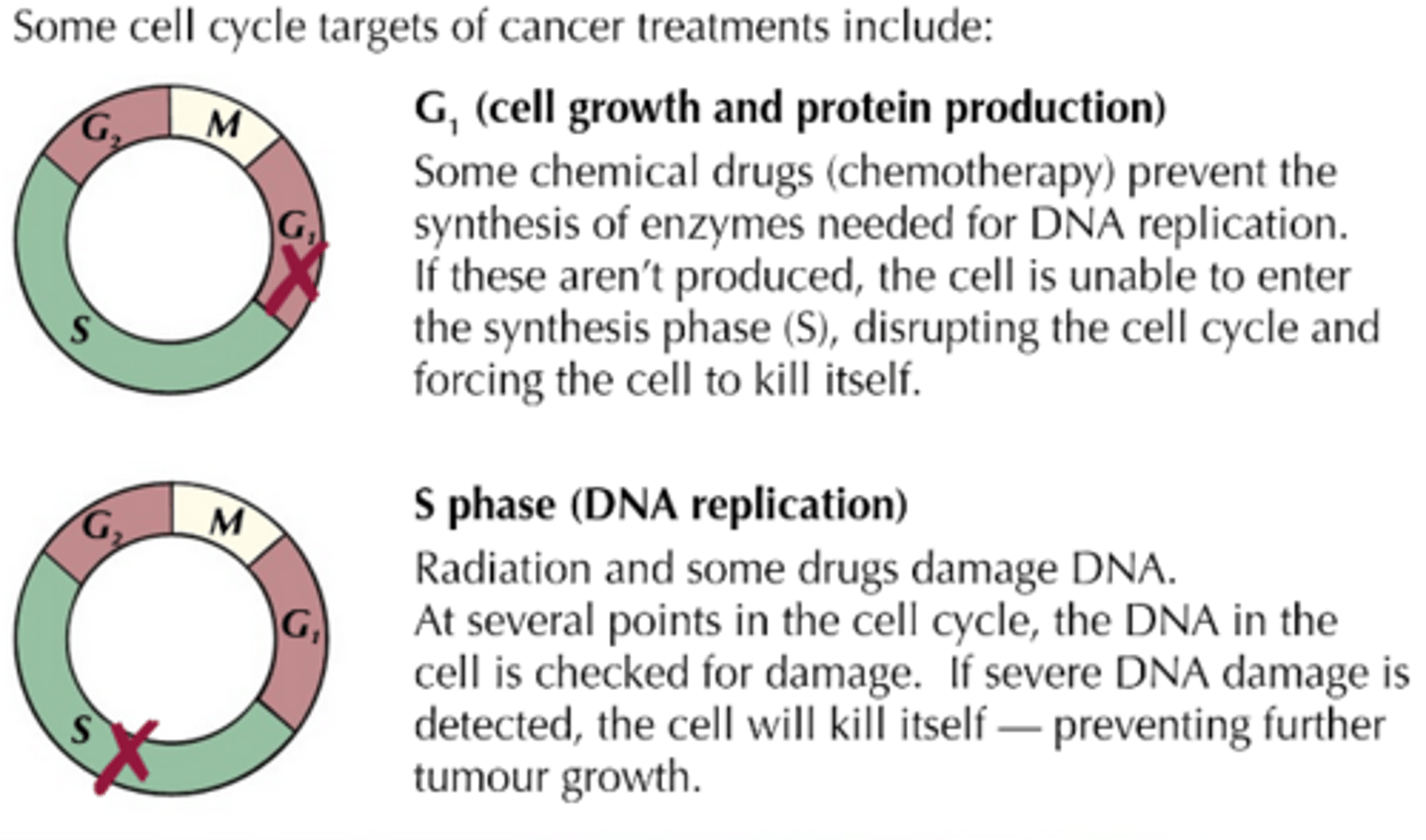 <p>- The treatment of cancer often involves killing dividing cells by blocking a part of the cell cycle.<br>- In this way, the cell cycle is disrupted and cell division, and hence cancer growth, ceases.<br>- Drugs used to treat cancer (chemotherapy) usually disrupt the cell cycle by preventing DNA from replicating or inhibiting the metaphase stage of mitosis by interfering with spindle formation.<br>- The problem with such drugs, however, is that they also dirsrupt the cell cycle of normal cells; but, the drugs are more effective against rapidly dividing cells, and as cancer cells have a particularly fast rate of division, they are damaged to a greater degree than normal cells.<br>- Those normal body cells, such as hair-producing cells, that divide rapidly are also vulnerable to damage, explaing the hair loss frequently seen in patients undergoing cancer treatment.</p>