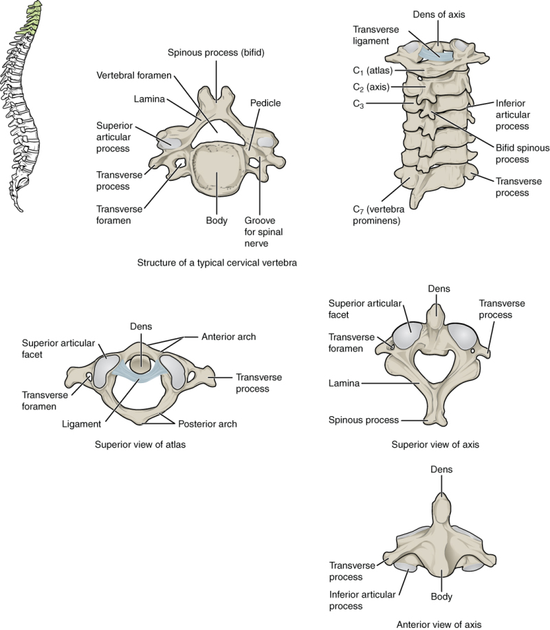 <p>which part of the vertebra do the intervertebral discs lie between?</p>