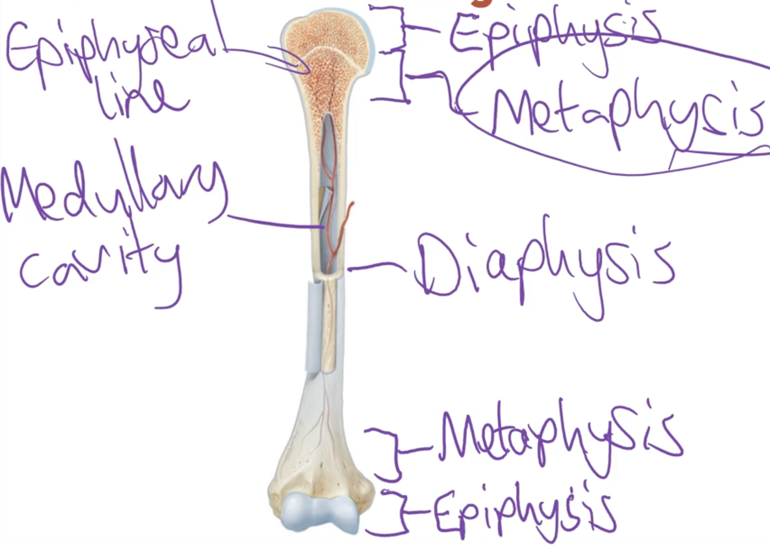 <p>-Compact bones on the outside and some spongy bone on the inside</p>