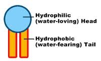 <p>the head of a phospholipid molecule that is attracted to water</p>