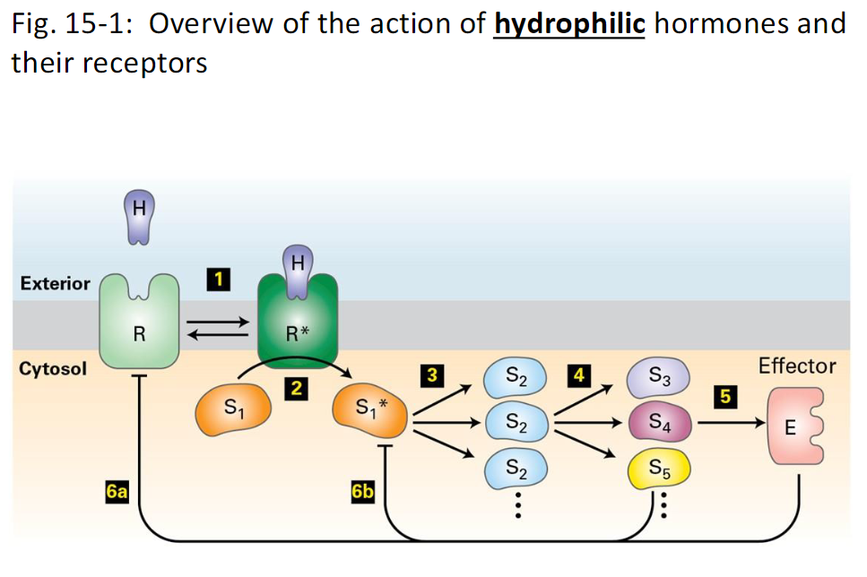<p><strong>Step 1 – Ligand Binding</strong><br> A receptor protein (R) on the plasma membrane binds a hydrophilic hormone (H)<br> Binding triggers a conformational change in the receptor</p><p><strong>Step 2 – Receptor Activation</strong><br> Activated receptor interacts with a signal transduction protein<br> Often a GTP-binding protein, kinase, or phosphatase</p><p><strong>Step 3 – Signal Cascade</strong><br> Signal transduction protein activates or inhibits other downstream signaling proteins<br> One protein can activate multiple downstream targets → <strong>signal amplification</strong></p><p><strong>Step 4 – Further Signaling</strong><br> Activated proteins continue to transmit the signal through the pathway<br> Amplifies and diversifies the cellular response</p><p><strong>Step 5 – Effector Activation</strong><br> Some signaling proteins activate effector proteins (E)<br> Effectors can be enzymes, transcription factors, transport proteins, or ion channels<br> Effectors carry out the cellular response</p><p><strong>Step 6 – Feedback Control</strong><br> Proteins in the pathway or effectors can modify the receptor or early signaling proteins<br> Inhibits or blocks early steps in the pathway<br> Can trigger receptor degradation → reduces receptor numbers → lowers cell sensitivity to the ligand</p><p><strong>Key Points</strong><br> Signal amplification ensures a small number of ligands produces a large cellular response<br> Feedback mechanisms maintain control and prevent overstimulation</p>