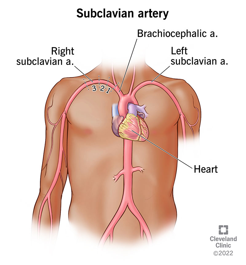 <p>right subclavian artery</p>