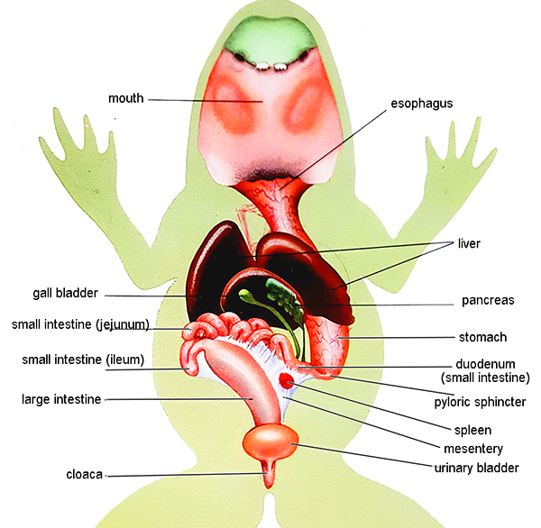<p>The trunk is the central part of the frog's body, housing vital organs:</p>
<ul>
<li><strong>Skin</strong>: Permeable and plays a crucial role in respiration and hydration. It contains glands that secrete mucus to keep it moist.</li>
<li><strong>Internal Organs</strong>: Includes the heart, lungs, liver, stomach, intestines, kidneys, and reproductive organs, each performing essential functions for survival.</li>
</ul>