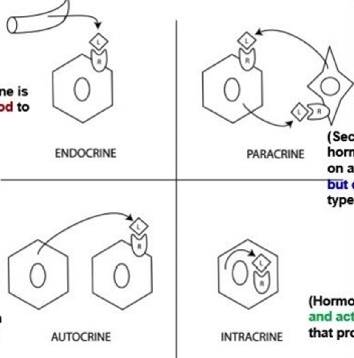 <p>endocrine = delivered to target tissues via blood circulation</p><p>paracrine = acts on adjacent but DIFFERENT cell types</p><p>autocrine = acts on the same cell that produced it or an identical one</p><p>intracrine = stays + acts in the cell that produced it</p>