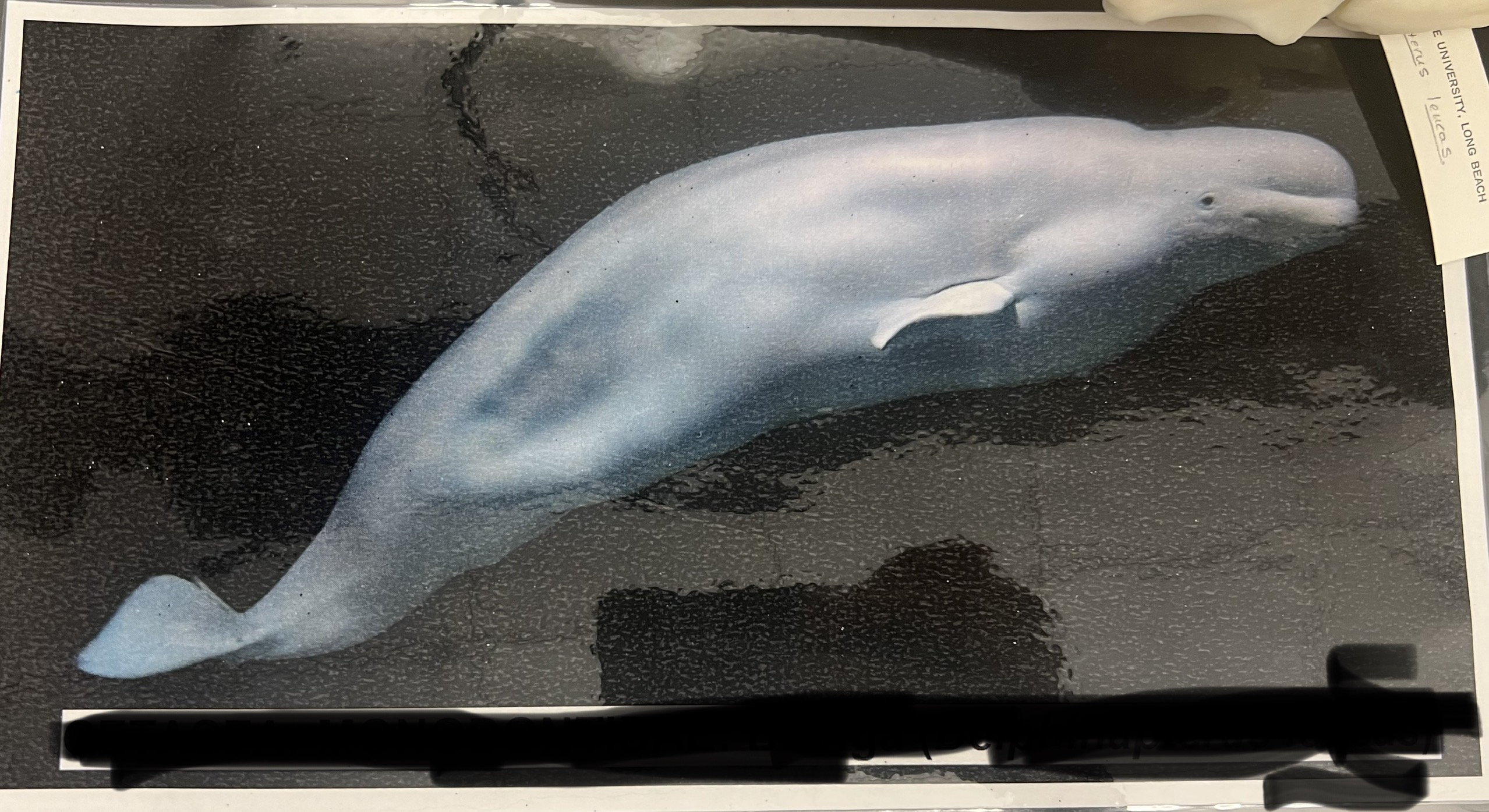 <p>Order, Suborder, Infraorder, Parvorder, Family?</p>