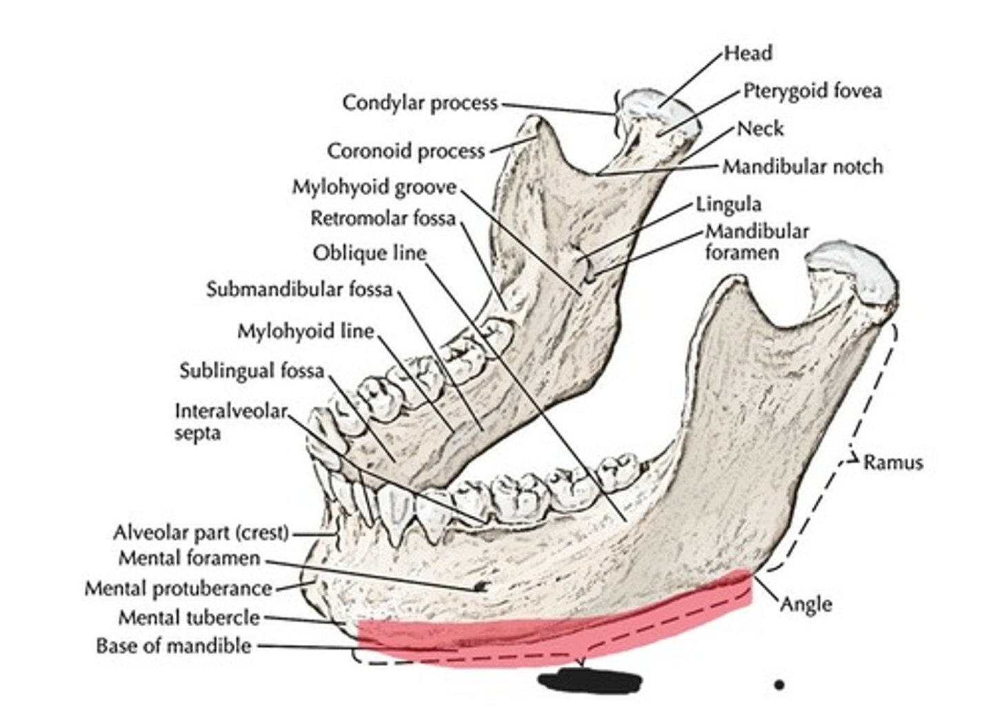 <p>Body of the mandible</p>