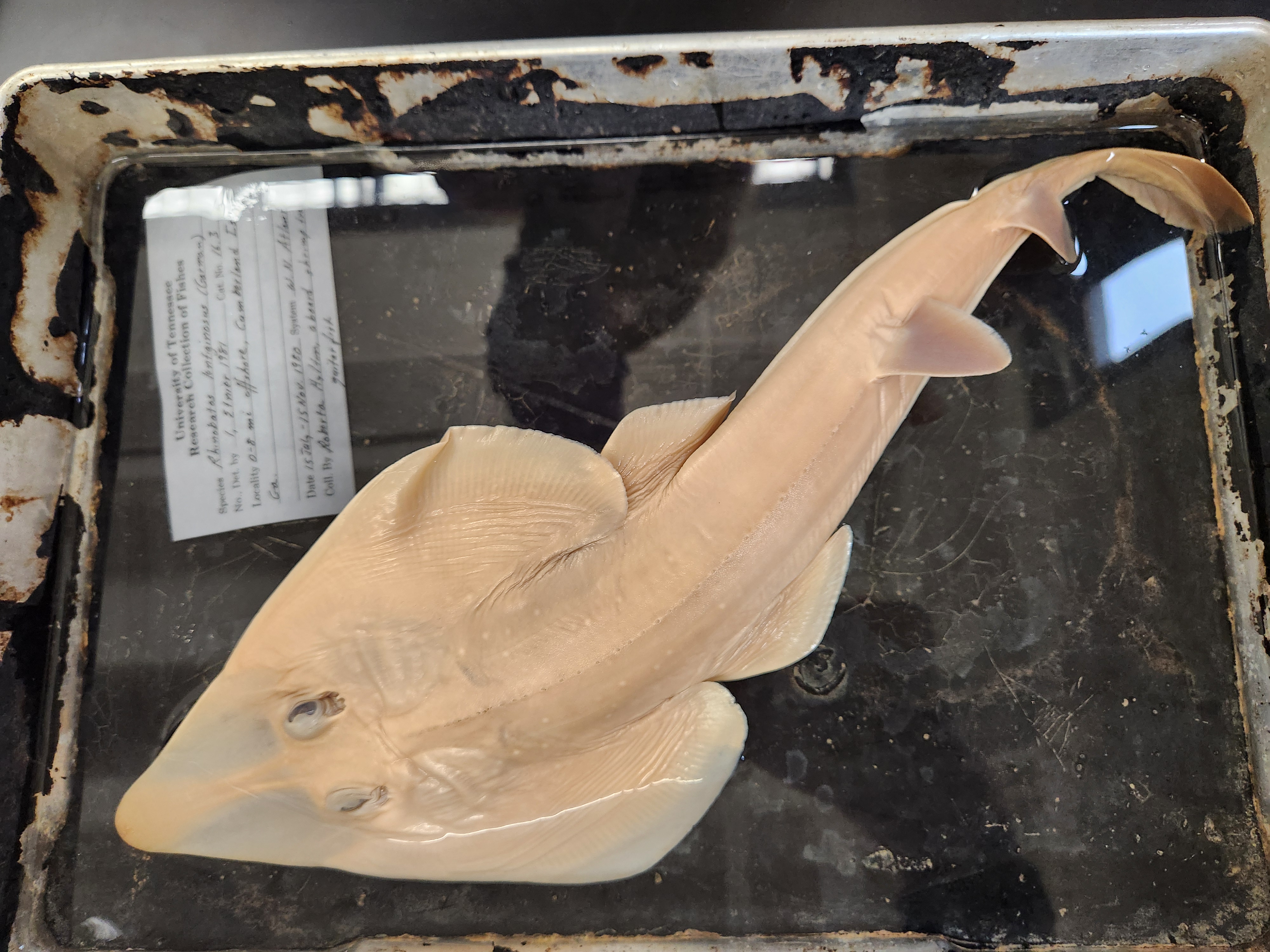 <p>guitarfishes</p>