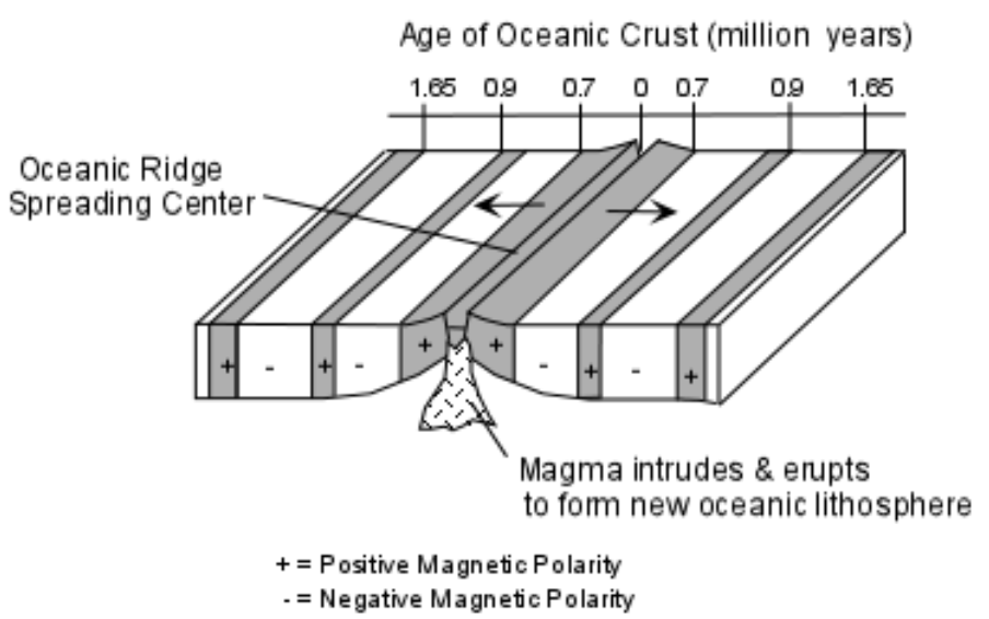 <ul><li><p>The processes through which the seafloor splits and moves apart along a mid-ocean ridge, and new oceanic crust forms along the ridge.</p></li><li><p>The symmetrical pattern of magnetic bands provided powerful support for hypothesis, fist proposed in 1960</p></li><li><p>As magma upwells the edge of the seafloor increases. The new sea floor is close to the mid-ocean ridge. As the distance increases, the edge increase. The bands are symmetrical so whatever magma that has converted to have the same amount like a mirror image of both sides of the ridge.</p></li><li><p><span style="font-family: Calibri">The decisive piece of evidence for seafloor spreading is that the ages of seafloor rocks increase with distance from the ridge. (no doubt that seafloor is moving or continents is moving)</span></p></li></ul>