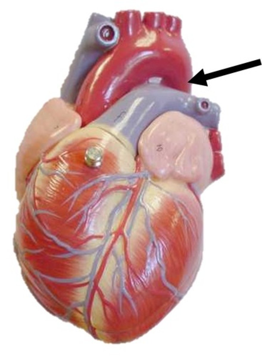 <p>Supplies thoracic esophagus</p>