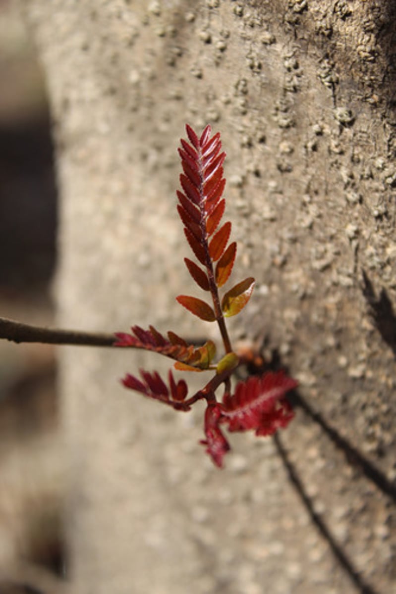 <p>what is the name of the plant pictured here (part of a tree)?</p>