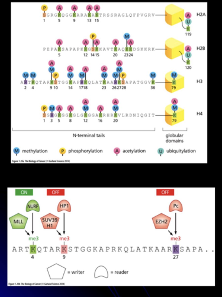 <p>occurs via covalent attachment of methyl, acetyl, phosphate or ubiquitin groups</p><p>- "open" or "close" access of DNA to transcription factors by changing charge</p>