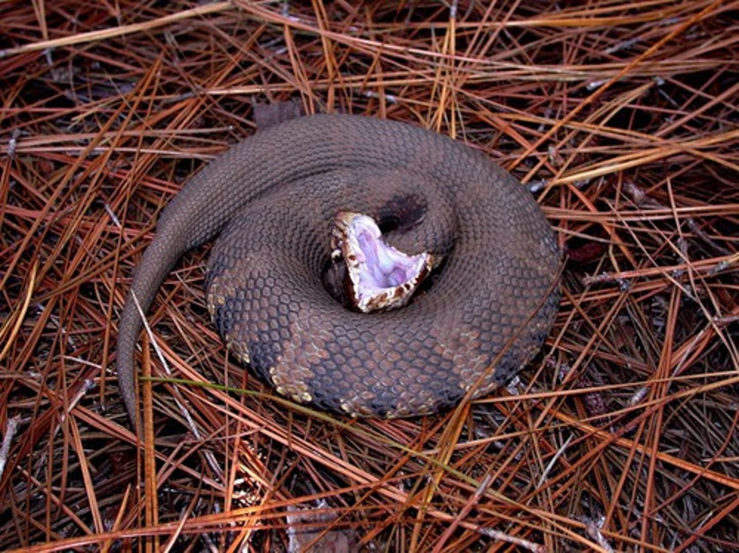 <p>venomous water snake in swamps in southern United States</p>