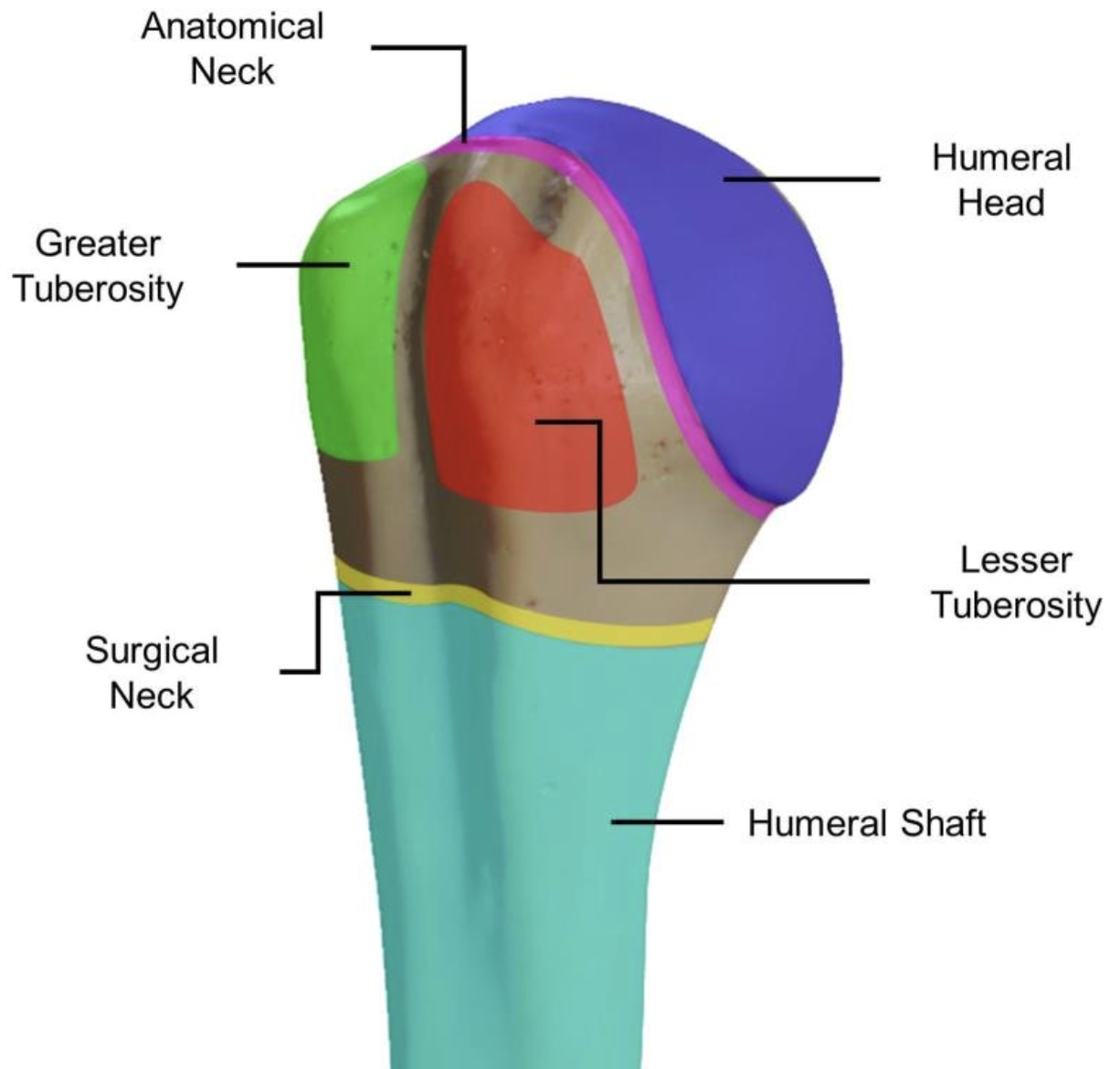 <p>Het <strong>bovenste deel van het opperarmbeen</strong>.</p>